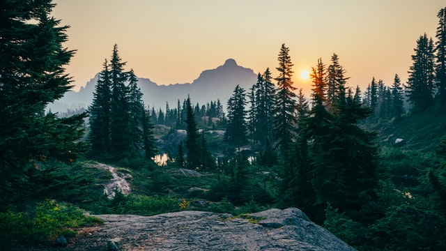 Forest Picture